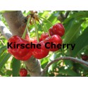 Kirsche Cherry