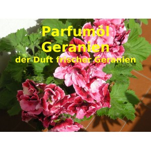 Geranien - Geranium Parfumöl