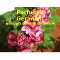 Geranien - Geranium Parfumöl