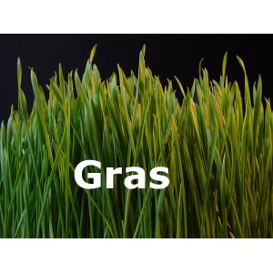 frisches Gras