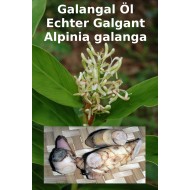 Galgant Öl Echter Galgant Alpinia galanga Thai Ingwer Öl