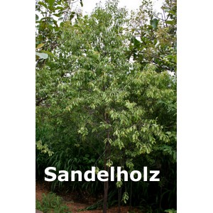 Sandelholz