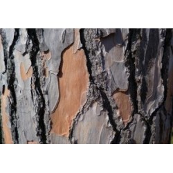 Pinienrindenextrakt (Pycnogenol) 95 % OPC