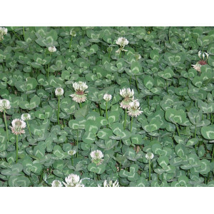 Weisskleeblüten - Tee Trifolium repens ganze Blüten
