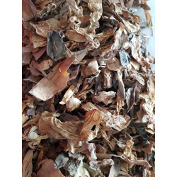 Lotusblüten ganz Nelumbo Flor.tot