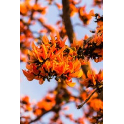 Butea superba Extrakt 25x (fach) Plossobaum