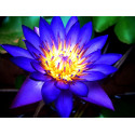 Blue Lotus (Nymphaea caerulea) Extrakt 20 fach Blauer Lotus