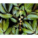Potenzholz - Muira puama - geschnitten Ptychopetalum olacoides