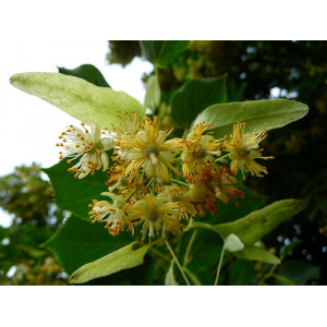 Lindenblüten Absolute - Tilia platyphyllos - naturreines ätherisches Öl