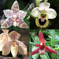Orchidee Absolute Orchidaceae naturreines ätherisches Öl