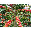 Kaffee CO2 Extract Öl coffea arabica L.  absolut selten