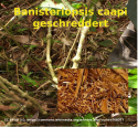 Banisteriopsis caapi geschreddert aus Peru lose abgepackt