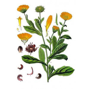 Ringelblumenöl ätherisch Marigold natürliches ätherisches Öl