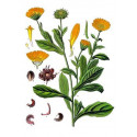 Ringelblumenöl ätherisch Marigold natürliches ätherisches Öl