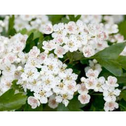 Weißdornblätter mit Blüten geschnitten Crataegi folium cum flore