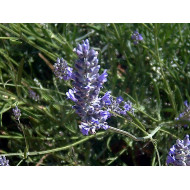 Speik Lavendel lavandula latifolia naturreines äther. Öl