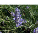 Speik Lavendel lavandula latifolia naturreines äther. Öl