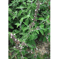 Griechischer Salbei Salvia fruticosa 100% naturreines Öl