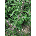 Griechischer Salbei Salvia fruticosa 100% naturreines Öl