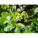 Pistazie (Mastix) Pistacia lentiscus – 100% naturreines ätherisches Öl