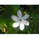 Tiare absolue Tahiti-Gardenie Gardenia tahitensis 100% naturrein