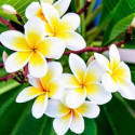 Tiare absolue Tahiti-Gardenie Gardenia tahitensis 100% naturrein