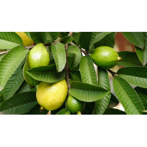 Guavenblätter – Ätherisches Öl Psidium guajava