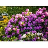 Rhododendronöl Rhododendron anthopogon 100% naturrein