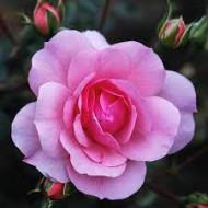 Rose Otto ätherisches ÖL rosa damascena 100% naturrein