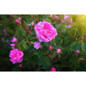 Rose Otto ätherisches ÖL rosa damascena 100% naturrein