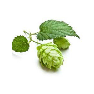 HOPFEN ABSOLUTE OIL Humulus Lupulus 100% Natürliches atherisches Öl