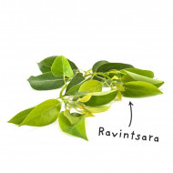 Ravintsara Öl (Ho-Blätter Öl) Cinnamomum camphora