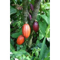 Kakao - Cacao Absolute Theobroma cacao L.