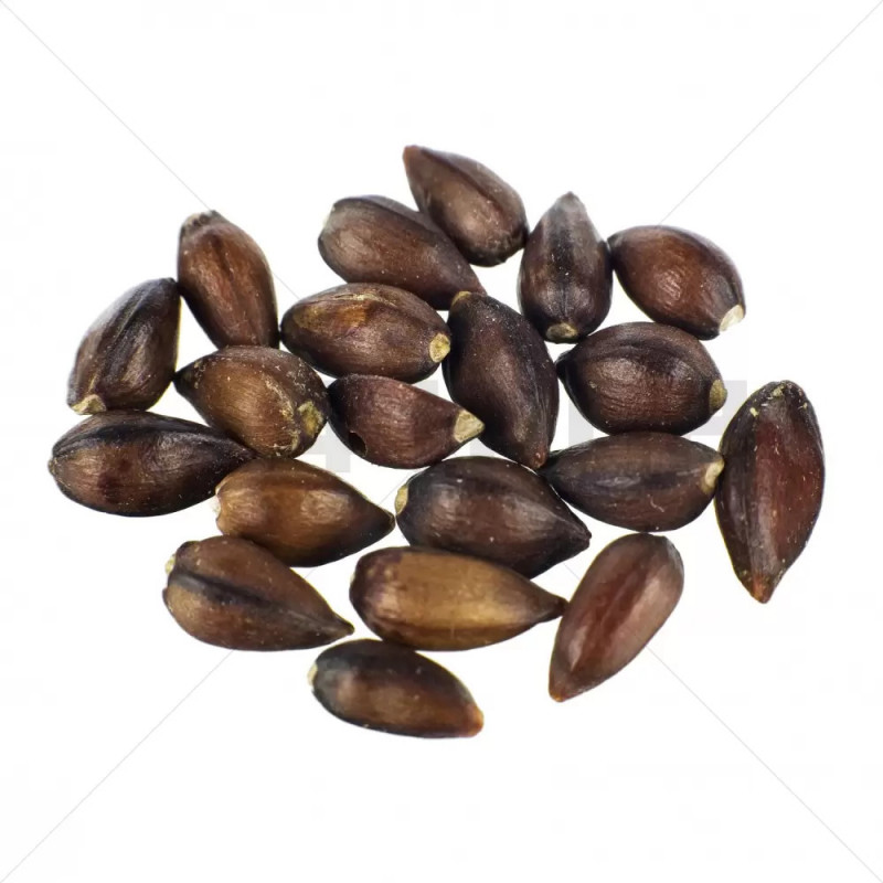 Nevada ephedra ( Ephedra nevadensis ) Ma - Huang Samen 20 Samen Packun