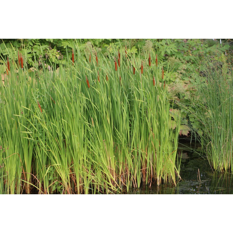 Schilfgras ( Phalaris arundinacea ) Samen 10 Gramm Samen