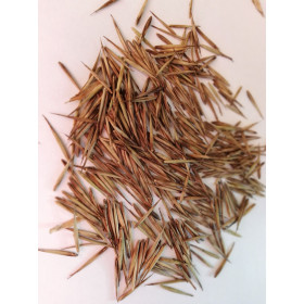 Schilfgras ( Phalaris arundinacea ) Samen 10 Gramm Samen