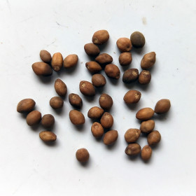 Ololiuqui Samen von Fantasia Aroma  Rivea corymbosa Turbina corymbosa