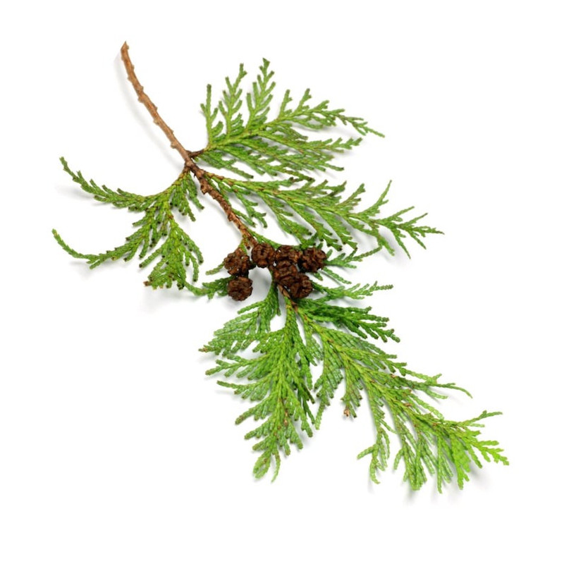 Hinokiöl  Chamaecyparis obtusa naturreines Öl aus Japan