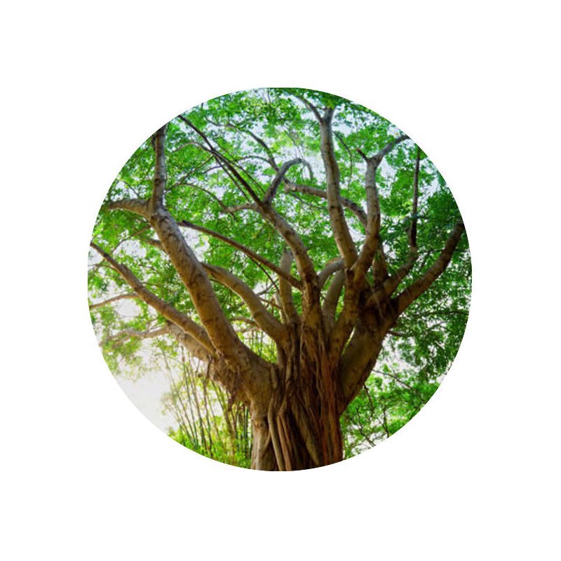 Cabreuva Öl  Myrocarpus fastigiatus naturreines ätherisches Öl