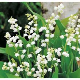 Maiglöckchen Lily of the valley Absolute Convallaria majalis naturrein