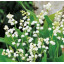 Maiglöckchen Lily of the valley Absolute Convallaria majalis naturrein
