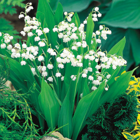 Maiglöckchen Lily of the valley Absolute Convallaria majalis naturrein