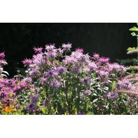 Monarda Öl  Bee Balm  Monarda fistulosa Wilde Bergamotte naturrein