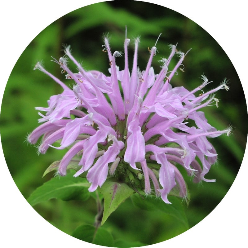 Monarda Öl  Bee Balm  Monarda fistulosa Wilde Bergamotte naturrein