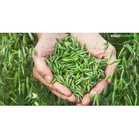 Grüner Hafer Grünhafer Tee geschnitten Avena sativa von Fantasia Aroma