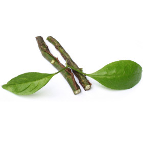 Amyrisöl Sandelholz westindisch Amyris balsamifera kaufen