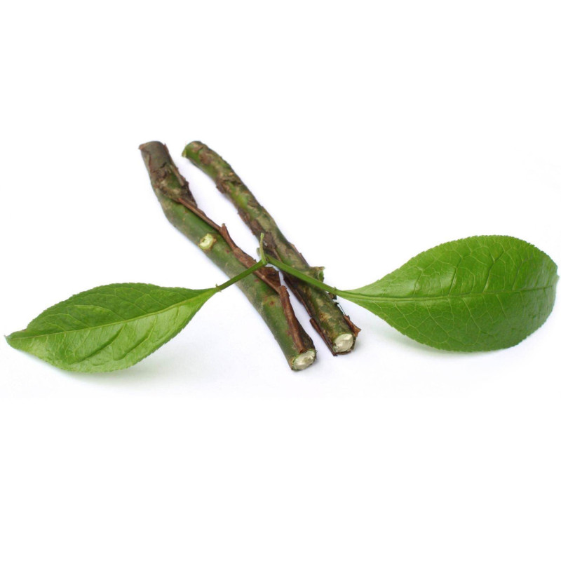 Amyrisöl Sandelholz westindisch Amyris balsamifera kaufen