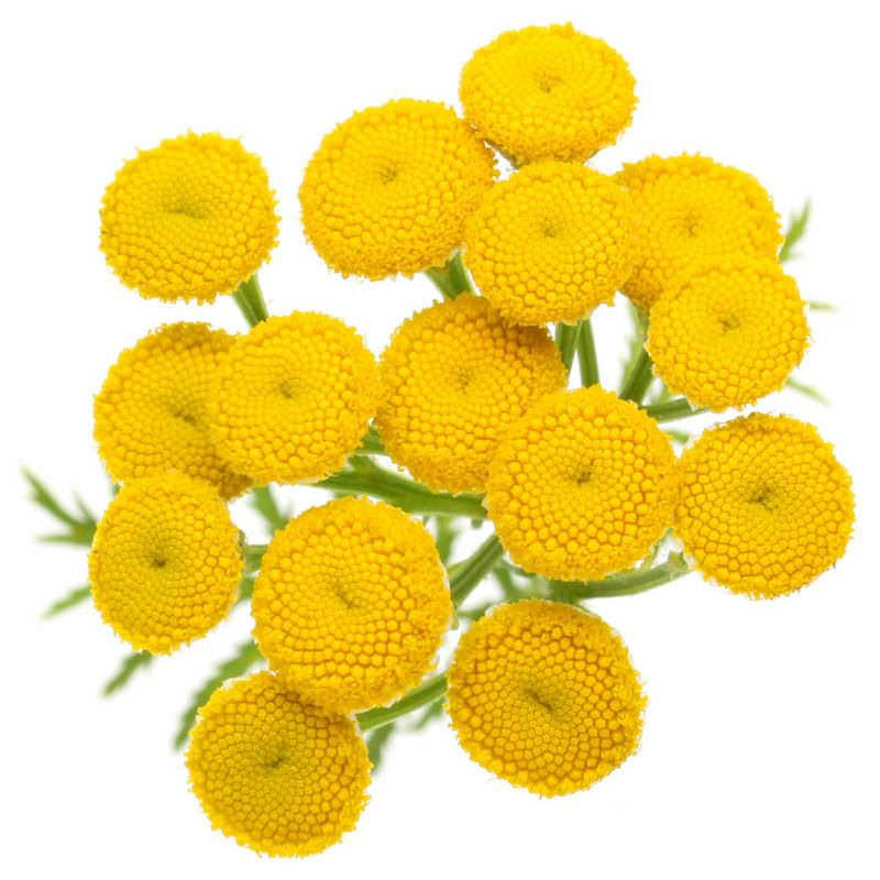 Blue Tansy Öl Blauer Rainfarn Tanacetum annum naturreines Öl