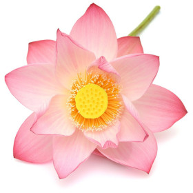 Pink Lotus Absolute Öl  Nelumbo nucifera naturreines ätherisches Öl