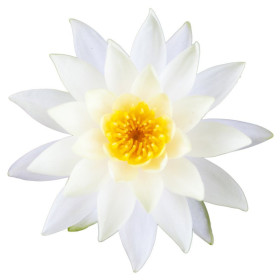 White Lotus Absolute Öl  Nelumbo nucifera naturreines ätherisches Öl